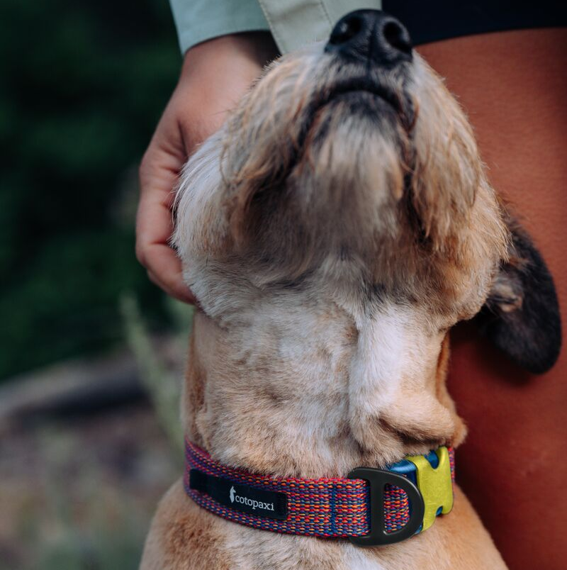 Del Día Dog Collar - Image 3